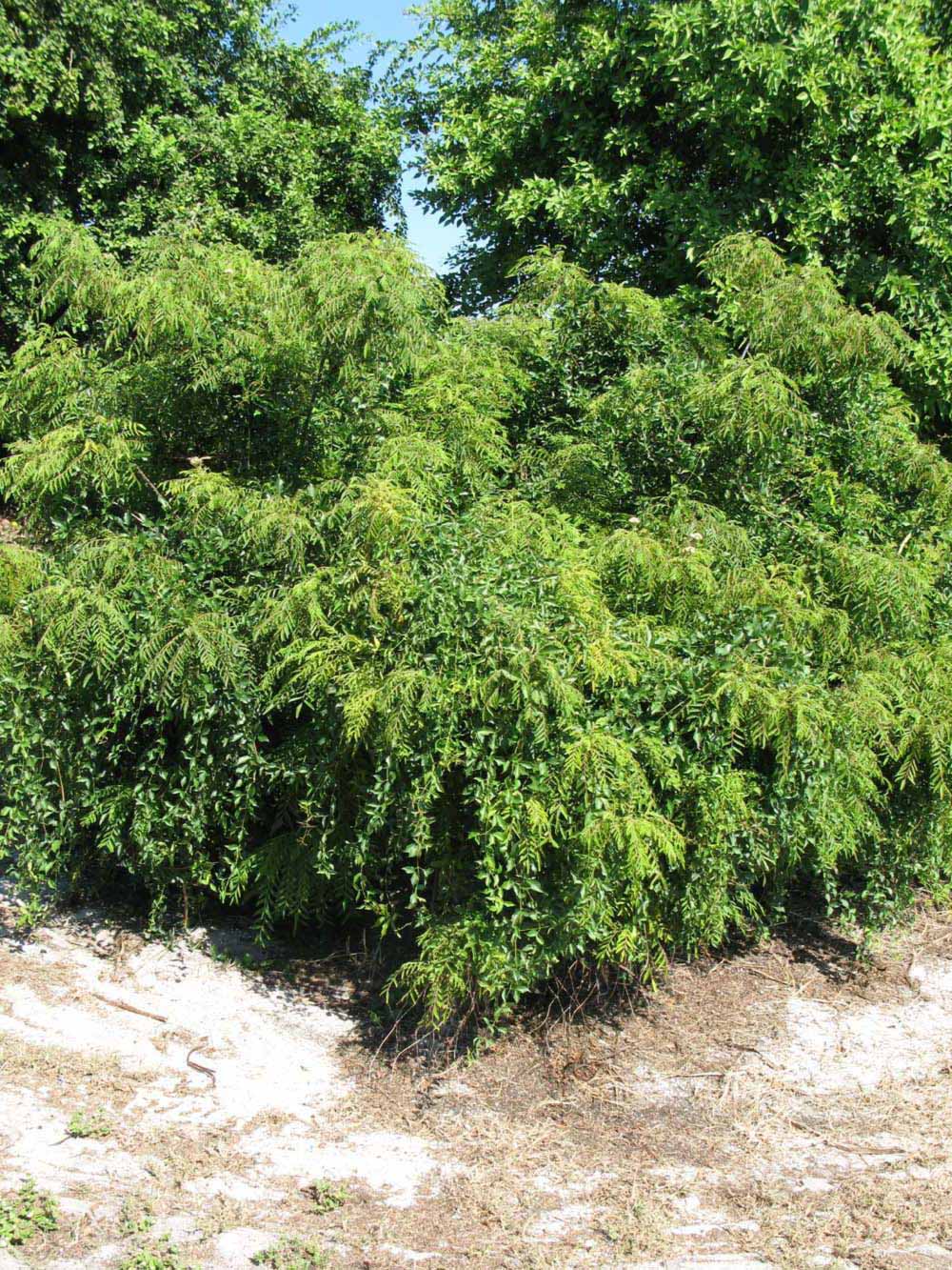            Habit (Winter Haven, FL)   